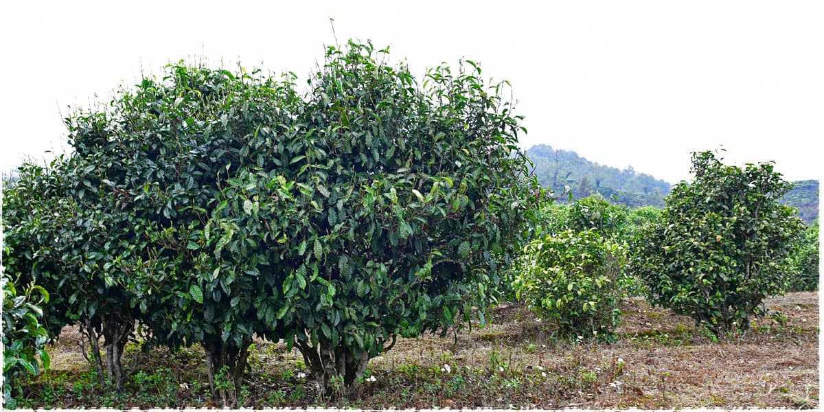 300-400 years old tea trees
