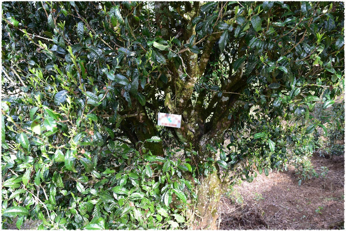 hundreds years old ancient tea tree