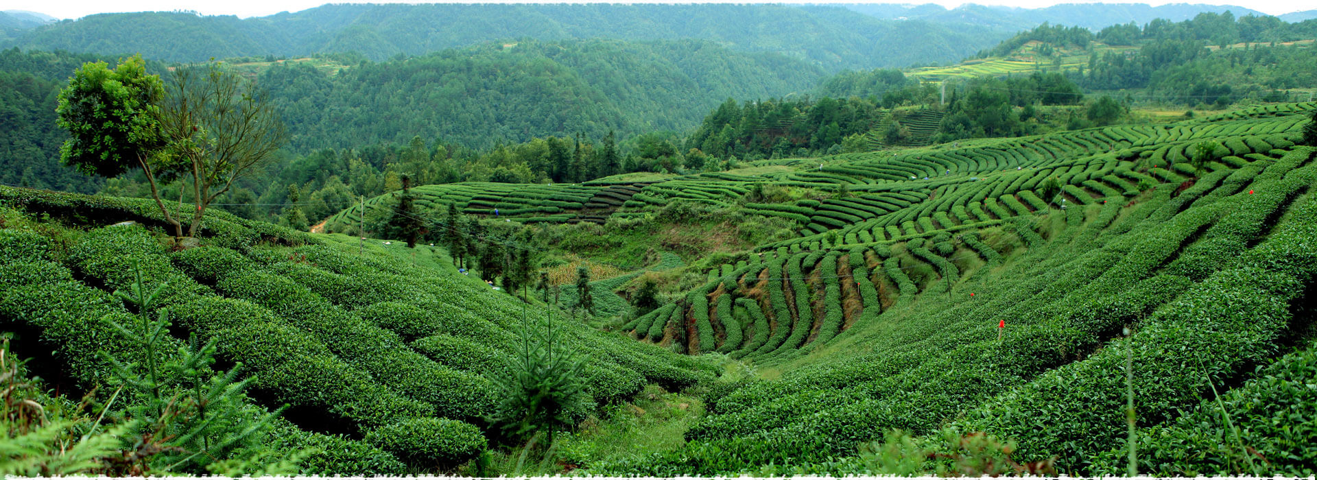 An Shi tea garden