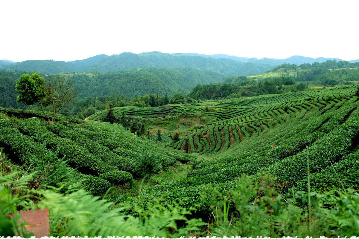 An Shi tea garden