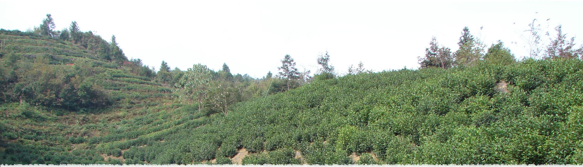 Baita (White tower) tea garden in Keemun