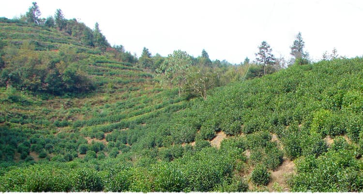 Baita (White tower) tea garden in Keemun