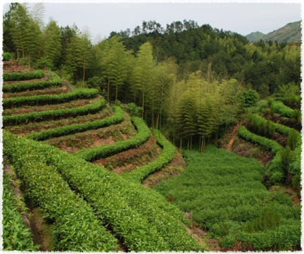 Bai Yun Shan tea garden