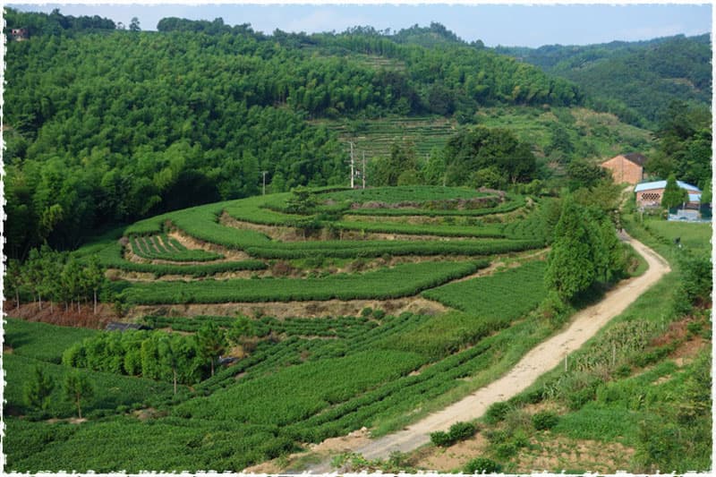 Cixi tea garden