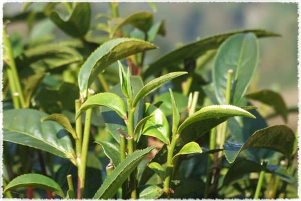 Tea Bush