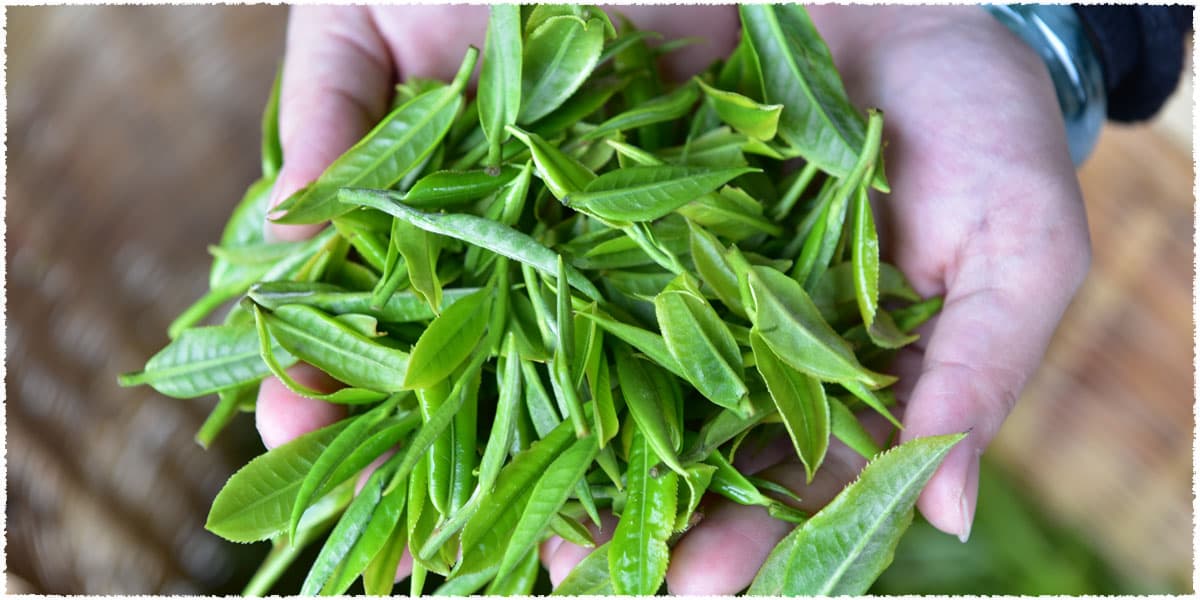 Feeling the freshness of the fresh tea leaves