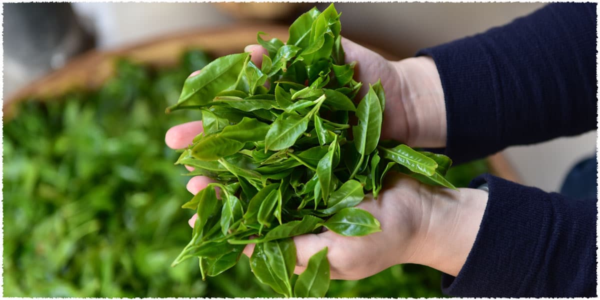 Feeling the freshness of the fresh wild tea leaves