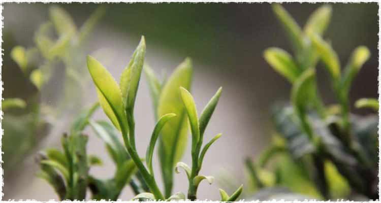 Fuding Caicha Tea Bush