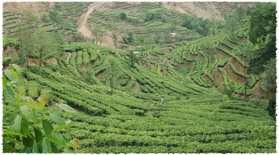 Fengshan Tea Area