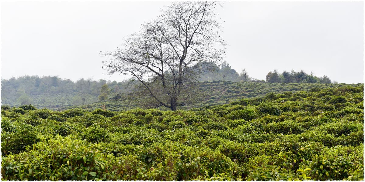 Lida Tea Garden