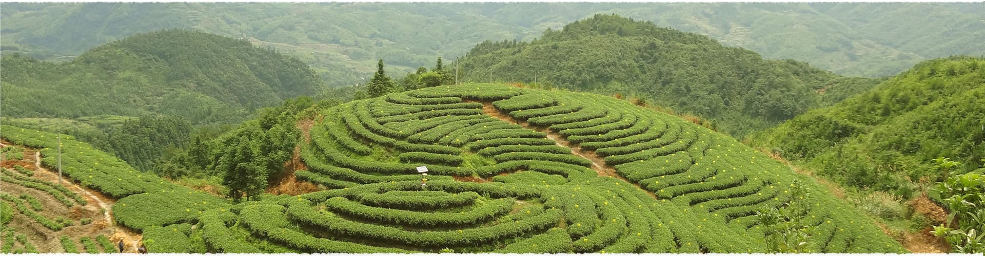 Nanguang Tea Garden