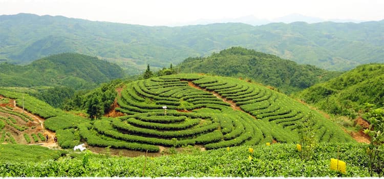 Nanguang Tea Garden