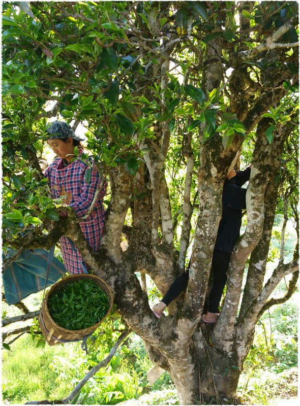 Ancient Tea Tree