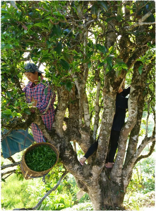 Wild Ancient Tea Tree