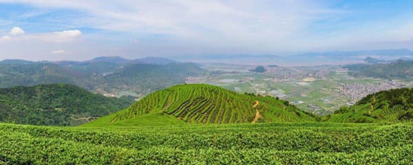 Shangwan tea garden