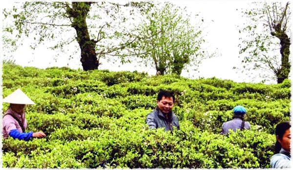 Tea Farmer Mr Zhou