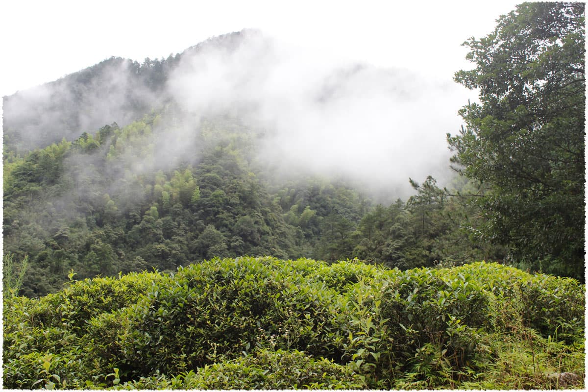 Tongmu Tea Garden