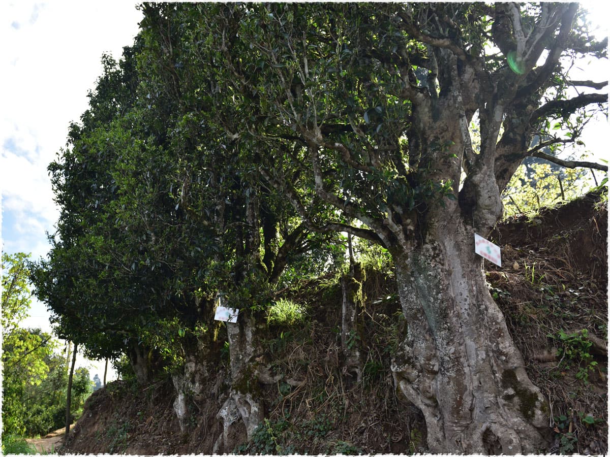 thousand years old wild tea tree