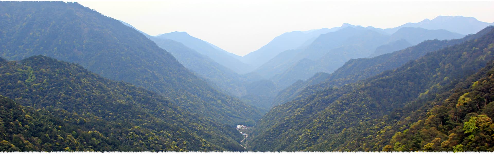 Tongmu Tea Garden