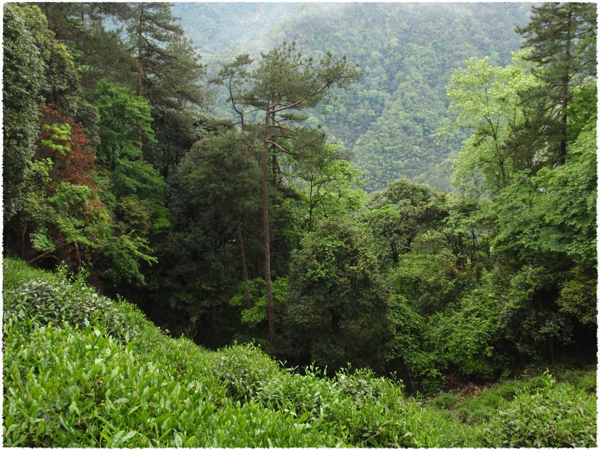 tongmu Tea Garden