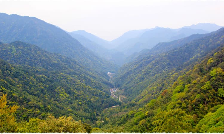 Tongmu Tea Garden