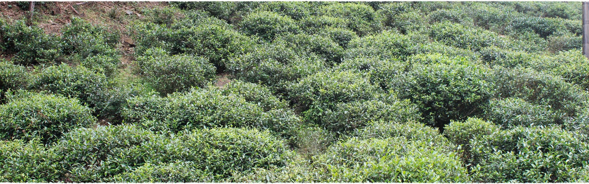 Tongmu Tea Garden