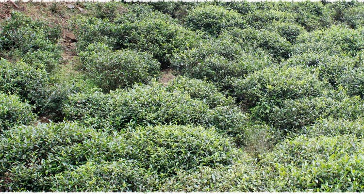 Tongmu Tea Garden