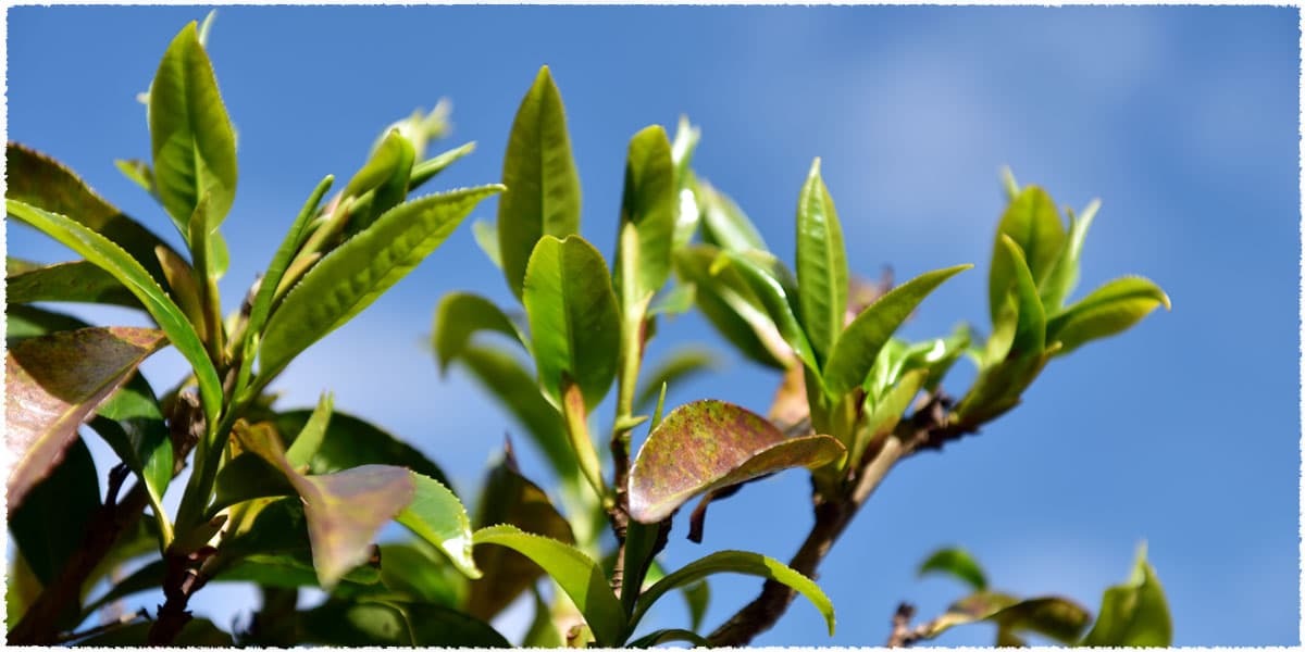 Fengqing wild tree