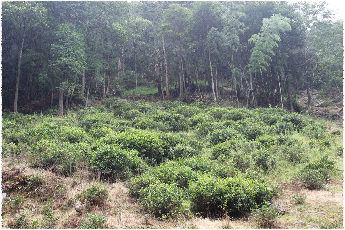 Wild tea trees