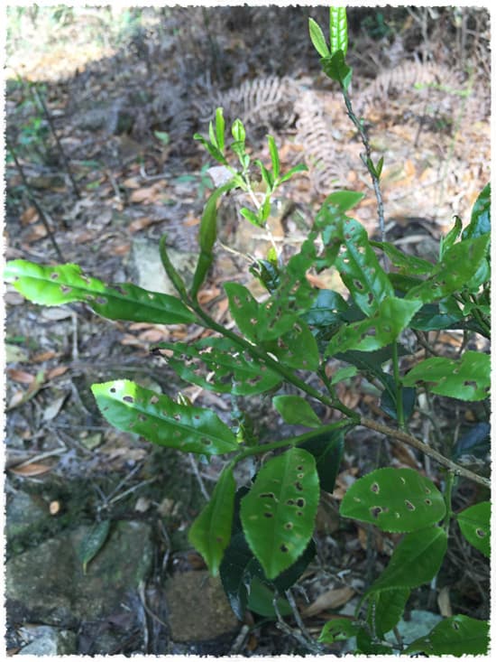 Wuyi qicong tea tree