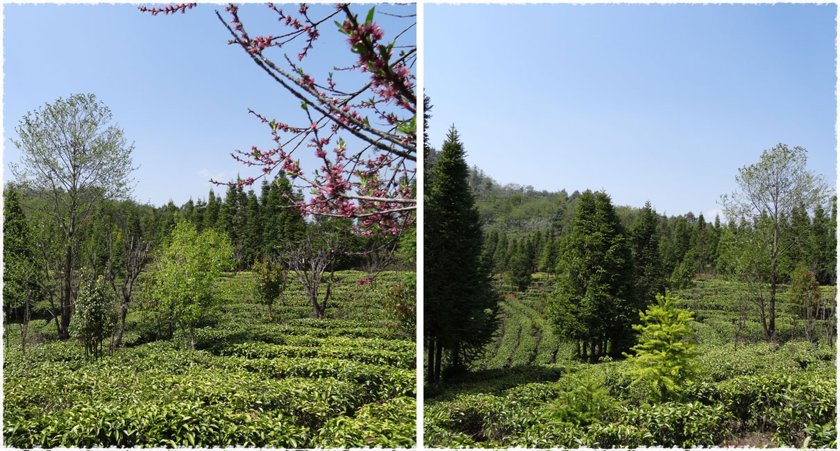 tea garden