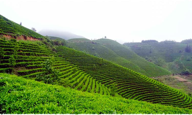 Yaming Bai Hao tea garden