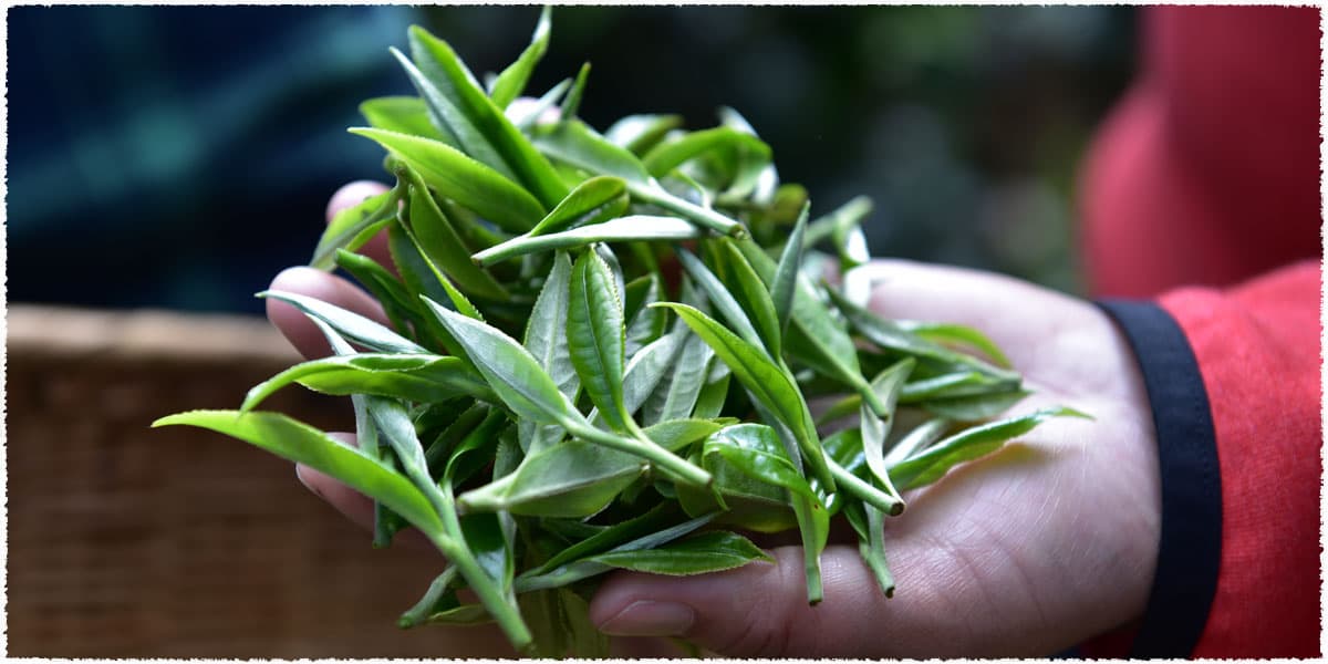 Feeling the freshness of the fresh tea leaves