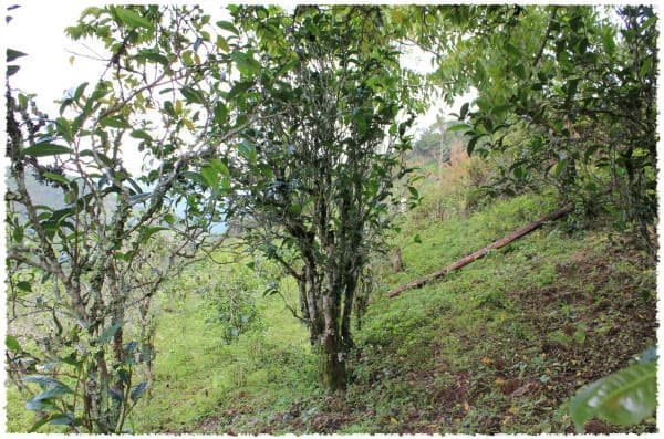 Yunnan large-leaf tea tree