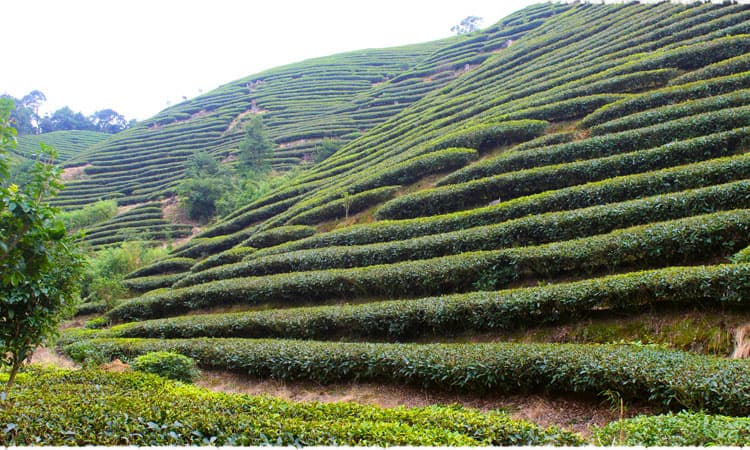 Tongmu Tea Garden