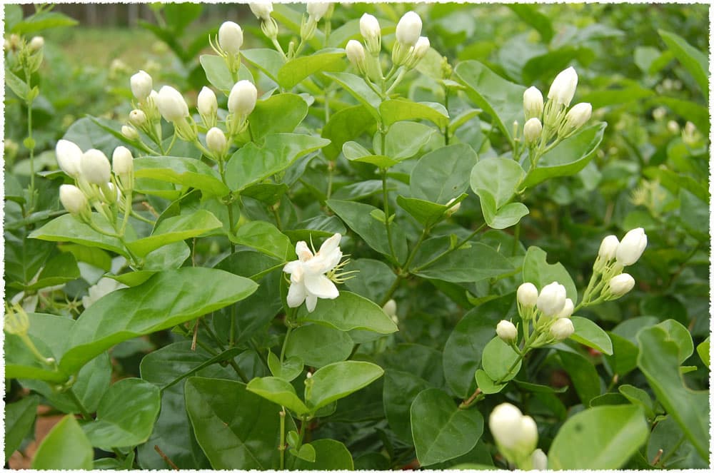 Babaoshan jasmine garden