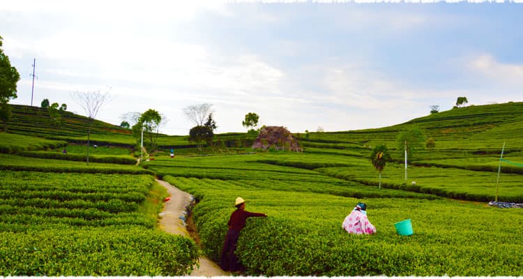 Babaoshan tea garden
