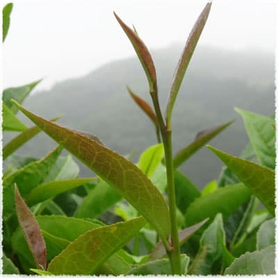 Bai Hao tea tree