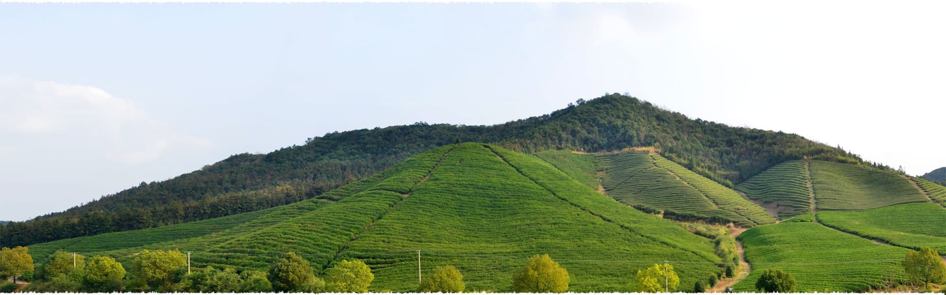 Bao Jia Organic Tea Garden