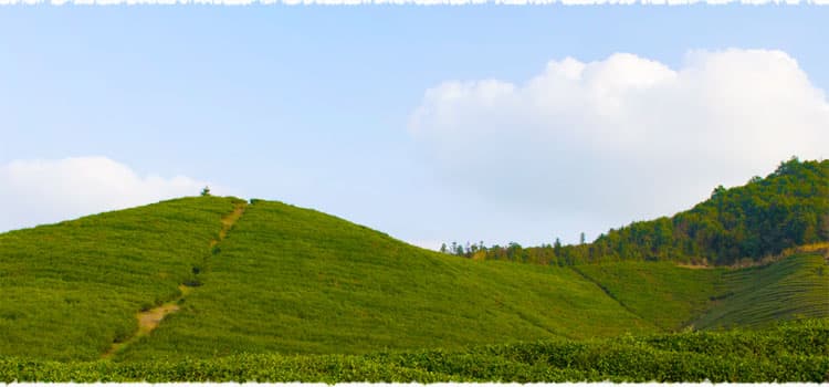 Bao Jia Organic Tea Garden