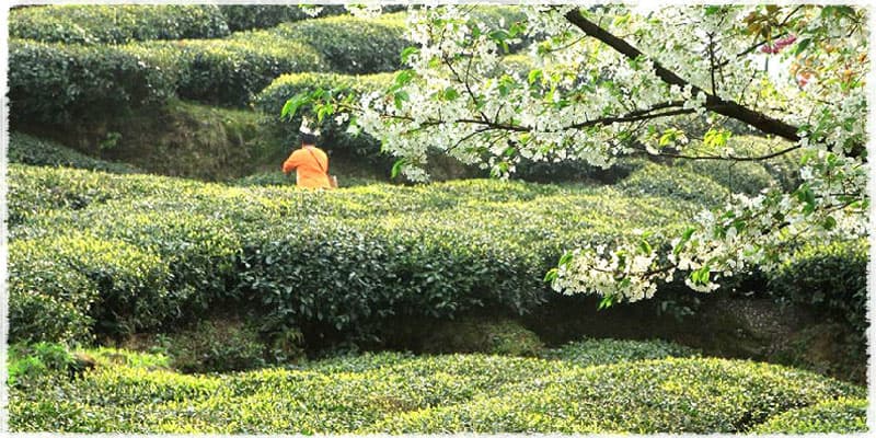 Leng Shui Wu tea garden