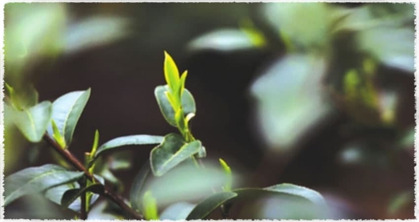 Small-leaf tea tree