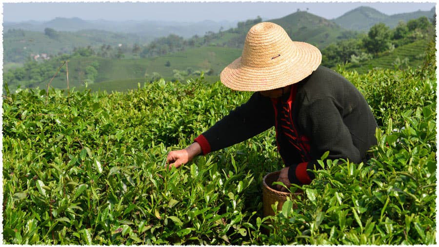 Che Yun Shan Tea Garden