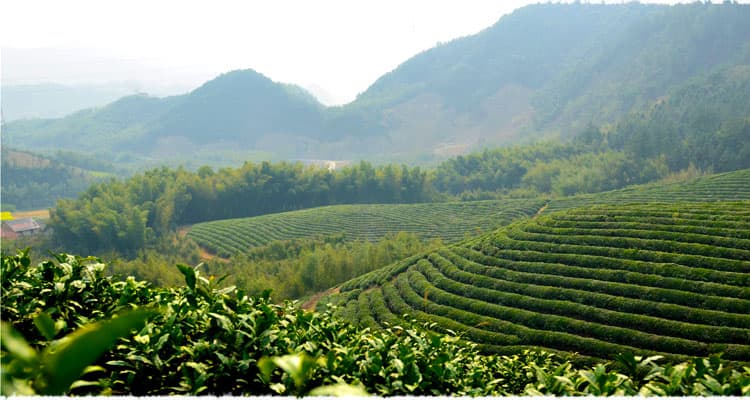 Dongkeng Organic Tea Garden