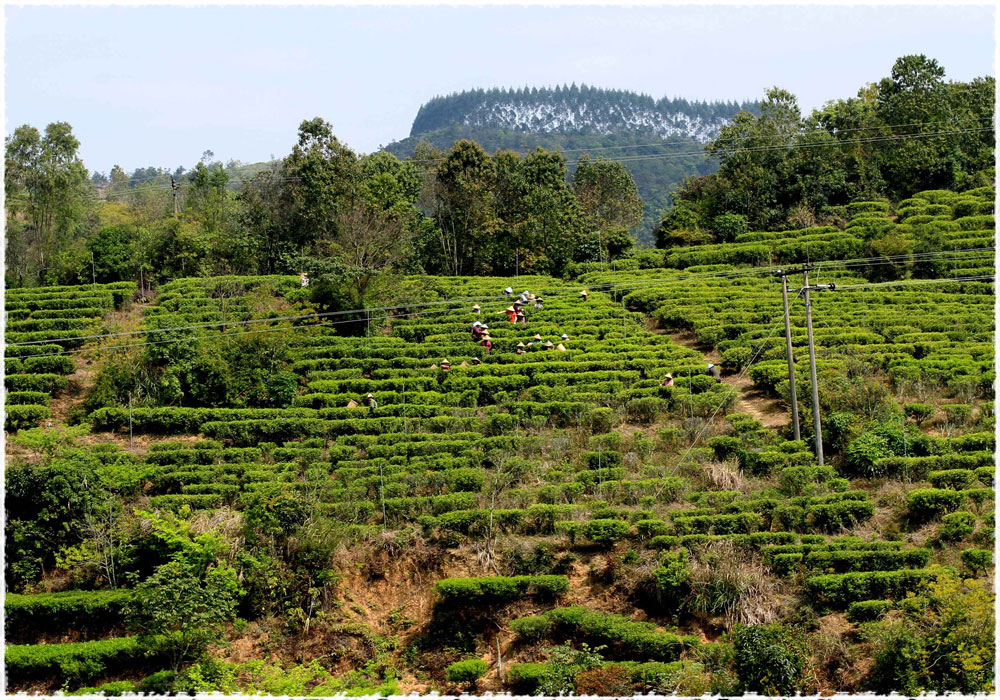 He ling tea garden