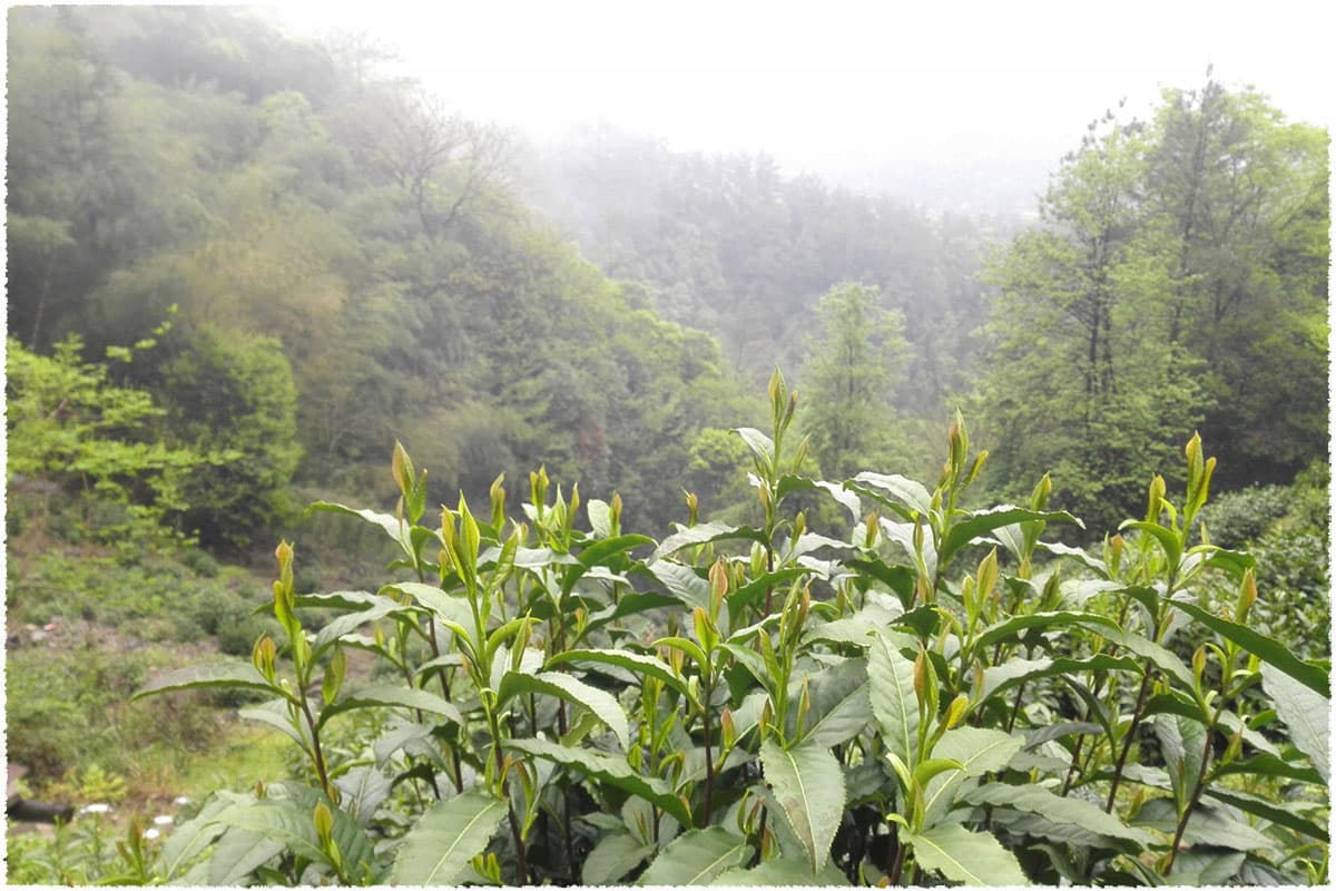 Houkeng Tea Garden