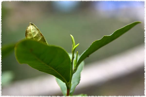 Huangshan large-leaf tea tree