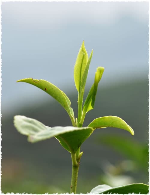 Jiukeng tea tree species