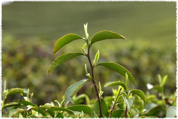 Jiukeng tea tree species