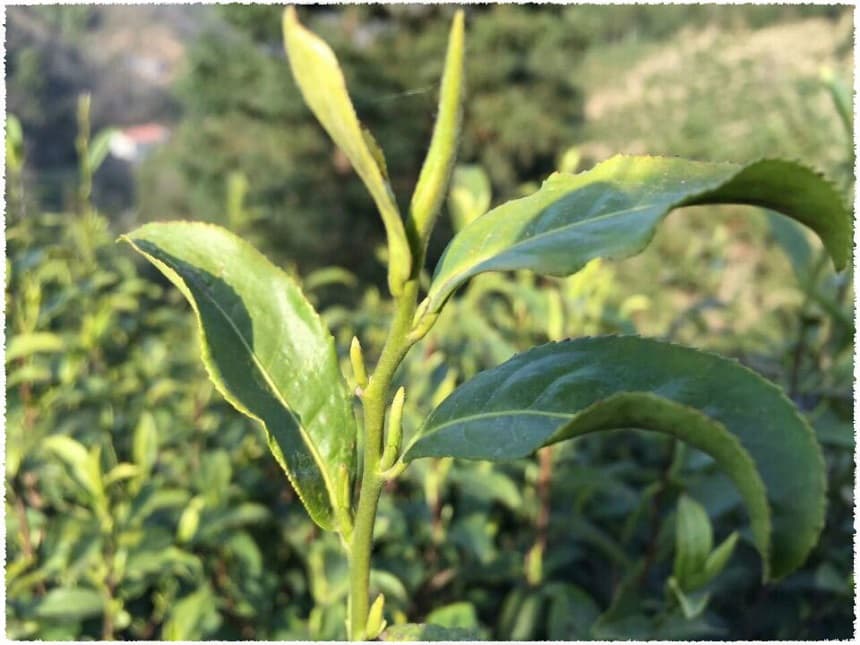 Luan Guanpian Small Leaf Tree